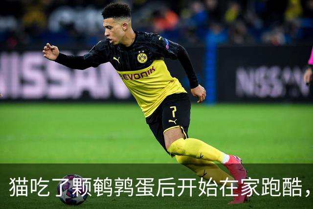 猫吃了颗鹌鹑蛋后开始在家跑酷，从客厅到厨房来回冲刺半小时，主人吓到发帖问“是不是吃坏了”，想不到评论区全是懂猫咪的“知音”